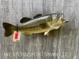 Real skin Large Mouth Bass Taxidermy, fish mount 23 inches long