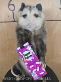 Snacking Lifesize Opossum w/Good&Plenty TAXIDERMY