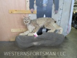 Rough Lifesize Lynx on Base -Hide has dry rot on the back TAXIDERMY
