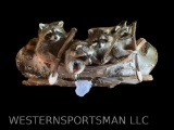 Family, of Fishing, Raccoons, in Birch bark canoe ,net , fishing pole and paddles,,, New Taxidemy, g
