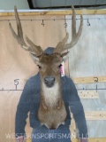 Nice Rusa Deer Sh Mt w/velvet antlers TAXIDERMY