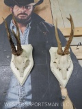 2 Roe Deer Euro Mts on Plaques (2x$) TAXIDERMY