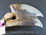 Hornbill Skull TAXIDERMY ODDITY