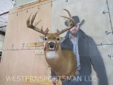 Nice 15 Pt Whitetail Sh Mt TAXIDERMY
