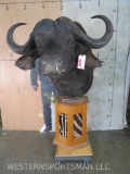 Cape Buffalo Pedestal w/Busted Nose TAXIDERMY