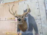 Funky 15 Pt Whitetail Sh Mt TAXIDERMY