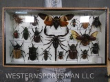 Very Cool Insect/Bug Display