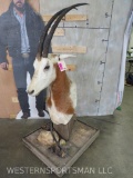 Really Neat Scimitar Horn Oryx Floor Pedestal on wheels *TX RES ONLY* TAXIDERMY