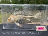 Really cool looking articulated Skeleton of a Black Drum fish in a display case 20 1/4 inches long x