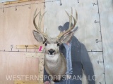 Mule Deer Sh Mt TAXIDERMY
