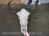 Rough Cape Buffalo Skull TAXIDERMY