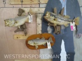 3 Vintage Real Skin Fish Mounts (3x$) TAXIDERMY