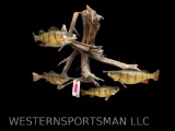 School of Yellow Perch fish , taxidermy mount on driftwood display, 25 inches tall x 33 inches wide