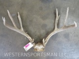 Whitetail Rack TAXIDERMY