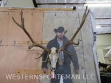 Red Stag Skull TAXIDERMY