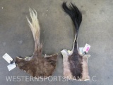 2 African Tails (ONE$) TAXIDERMY