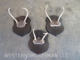 3 Small Whitetail Racks on Plaques (ONE$) TAXIDERMY