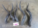 Lot of 5 Nyala Horn Caps (ONE$) TAXIDERMY