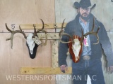 2 Nice Whitetail Skulls on Plaques (2x$) TAXIDERMY
