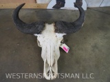 Cape Buffalo Skull TAXIDERMY
