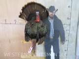 Lifesize Strutting Turkey on Branch TAXIDERMY