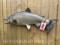 Reproduction, Salmon , Fish mount , 29 1/2 inches long, great taxidermy, log cabin decor