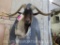 Catalina Goat Sh Mt TAXIDERMY