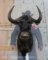 Black Wildebeest Sh Mt TAXIDERMY