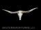 Big Texas Longhorn skull , 55 inches wide from tip to tip of horns, great Texas , taxidermy Decor ,