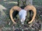 Blond horn Sheep skull and big horns-All teeth , 29 & 29 1/2 inch long horns great oddity Taxidermy!