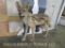 Old Dusty Lifesize Coyote -No Base TAXIDERMY