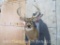 Thick 8Pt Whitetail Sh Mt TAXIDERMY