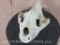 Hyena Skull Approx 11.25