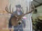 Nice Wide 10 Point (Symetrical) Whitetail Sh Mt 23.5