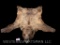 Huge Alaskan Brown Bear hide, Giant head , no feet. 8 foot long X 81 inches across the front legs an