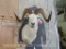 Really Nice Dall Sheep Sh Mt TAXIDERMY