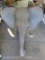 Elephant Sh Mt W/Real Skin & Reproduction Tusks TAXIDERMY