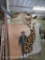Really Cool Nicer/Newer Giraffe Sh Mt w/Tongue Sticking Out -Great Color & Detail TAXIDERMY