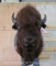 Nice Buffalo/Bison Sh Mt TAXIDERMY