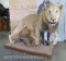 Really Nice Lifesize Lion on Base *TX RES ONLY* TAXIDERMY