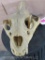 Lion Skull *TX RESIDENTS ONLY* 14 3/4