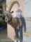 Siberian Ibex Sh Mt TAXIDERMY