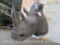 Rhino Sh Mt w/Real Skin & Reproduction Horn TAXIDERMY
