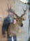 Rusa Deer Sh Mt TAXIDERMY