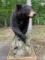Huge Canadian Black Bear on natural base approximately, 43 inches tall x 66 inches long, big Claws ,