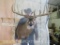 NICE BIG WHITETAIL SH MT W/DOUBLE WIDE SPREAD TAXIDERMY