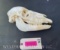 RARE, stillborn, baby Zebra skull , all teeth, 9 1.2 inches long x 4 inches wide, Great oddities tax
