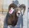 Mouflon Sheep Sh Mt TAXIDERMY