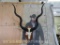 Kudu Skull on Beautiful Plaque W/Removable Horns TAXIDERMY