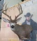 Really Nice LG Mule Deer Sh Mt TAXIDERMY